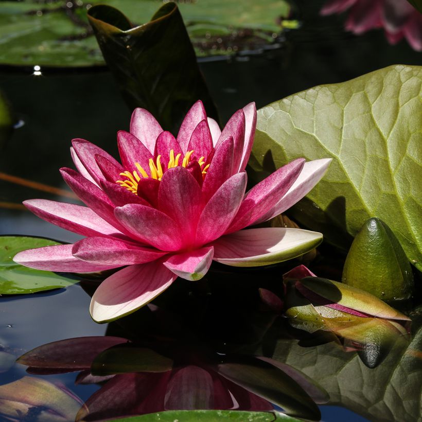 Nymphaea James Brydon - Winterharte Seerose (Blüte)