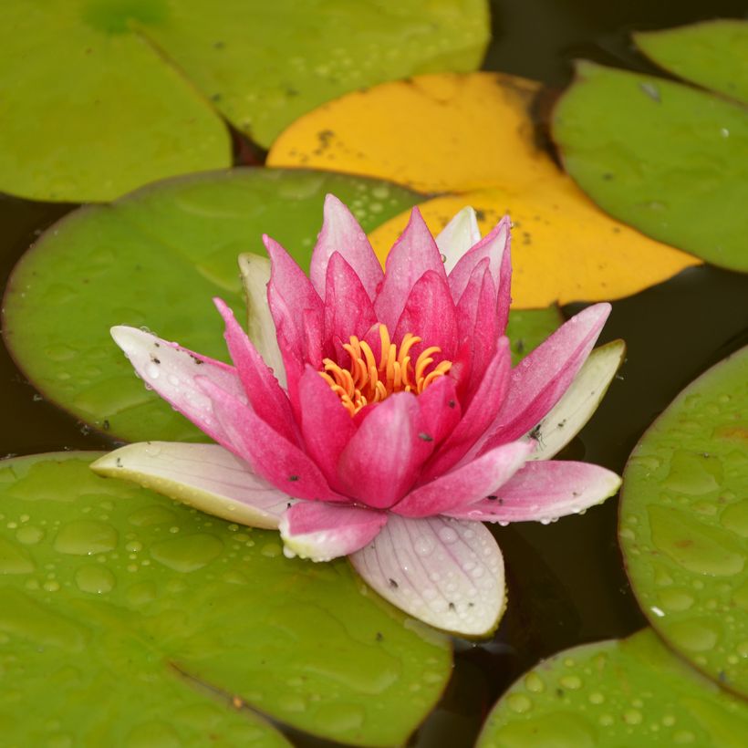Nymphaea Jean de la Marsalle - Winterharte Seerose (Wuchs)
