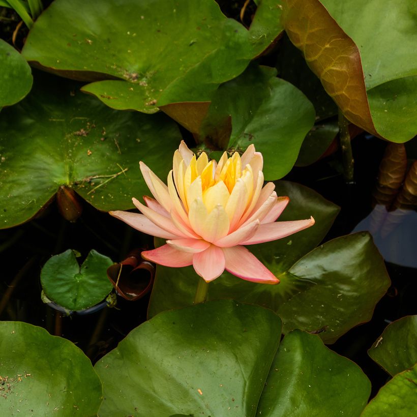 Nymphaea Mangkala Ubol - Winterharte Seerose (Blüte)
