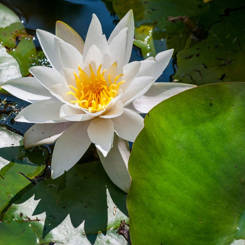 Nymphaea Marliacea Albida - Winterharte Seerose (Blüte)