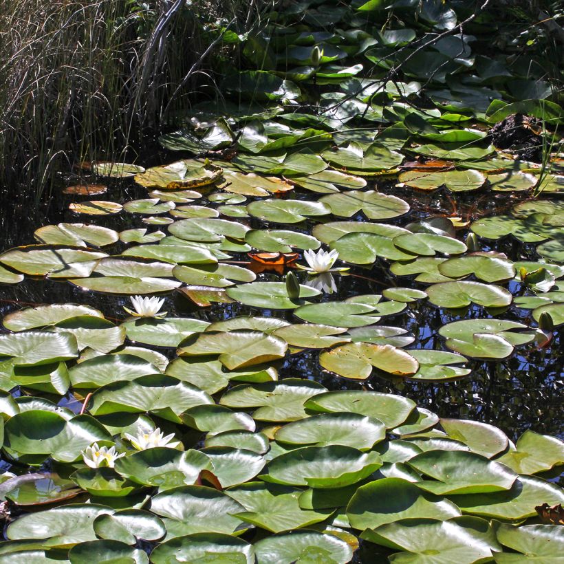 Nymphaea Marliacea Albida - Winterharte Seerose (Wuchs)