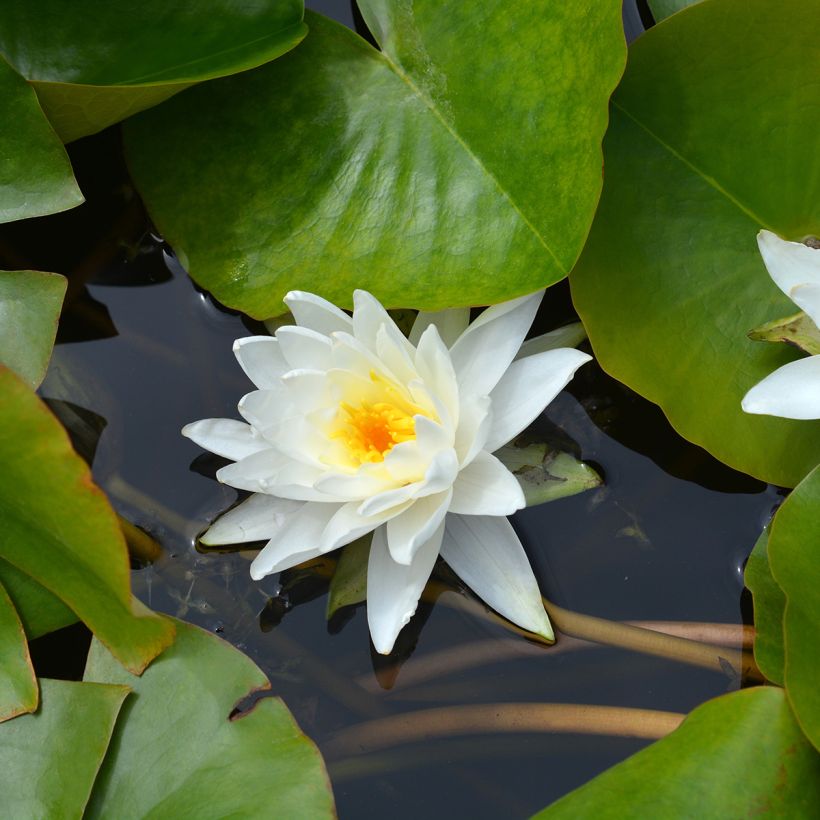 Nymphaea Perry's Double White - Winterharte Seerose (Blüte)