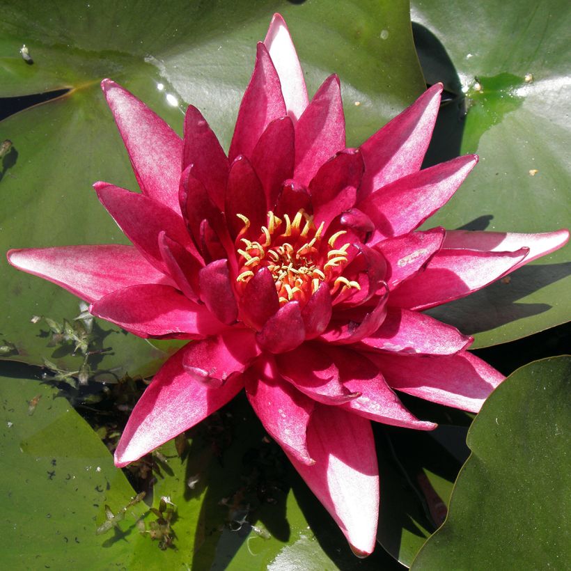Nymphaea Perry's Red Glow - Winterharte Seerose (Laub)