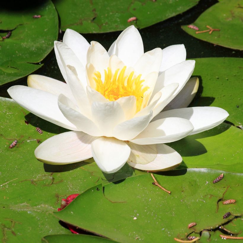 Nymphaea Pygmaea Alba - Winterharte Seerose (Blüte)