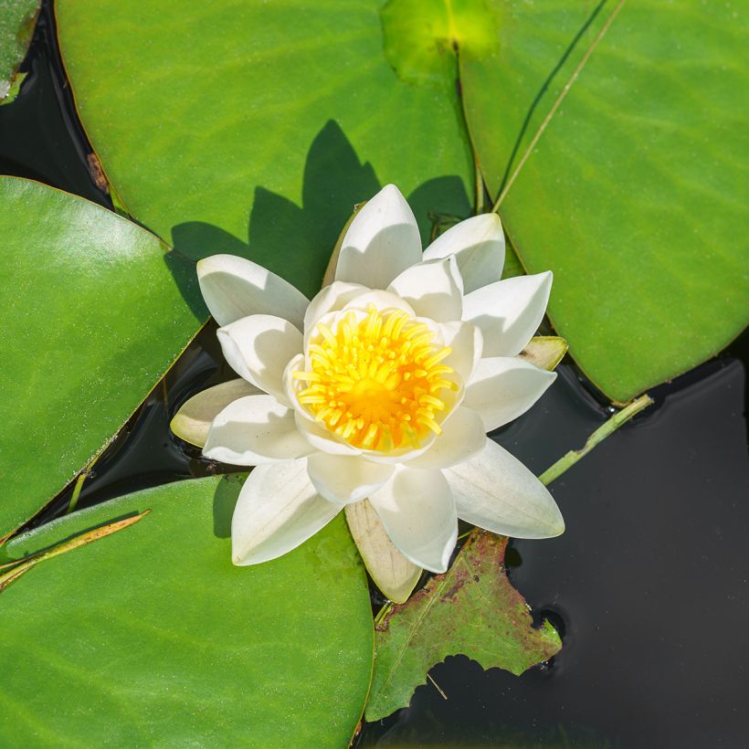 Nymphaea White Sultan - Winterharte Seerose (Blüte)