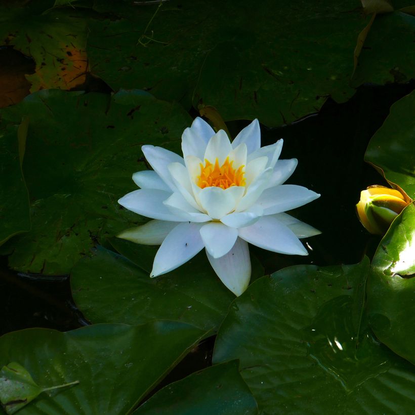 Nymphaea odorata Odorata Alba - Wohlriechende Seerose (Blüte)