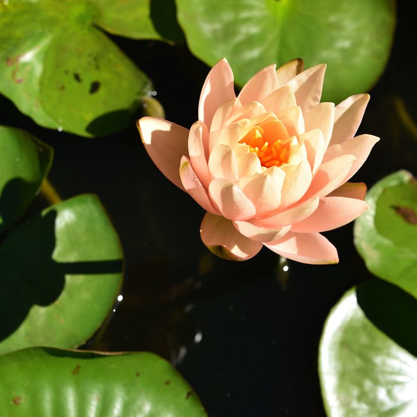 Nymphaea Clyde Ikins - Winterharte Seerose (Blüte)