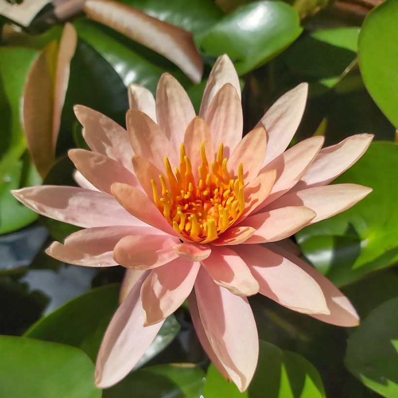 Nymphaea Colorado - Winterharte Seerose (Blüte)