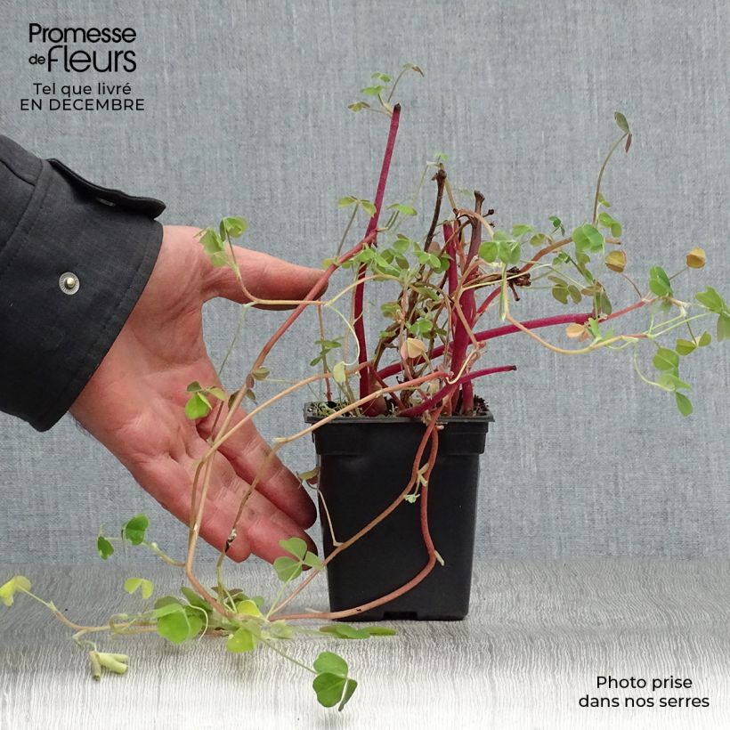 Exemplar von Knollige Sauerklee - Oxalis tuberosa Kleine Töpfe von 8/9 cm wie im Winter geliefert