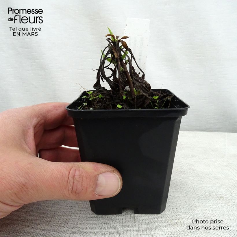 Exemplar von Aster amellus Dr Otto Petschek - Berg-Aster Kleine Töpfe von 8/9 cm wie im Frühjahr geliefert