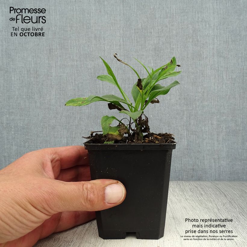 Exemplar von Aster amellus Dr Otto Petschek - Berg-Aster Kleine Töpfe von 8/9 cm wie im Herbst geliefert