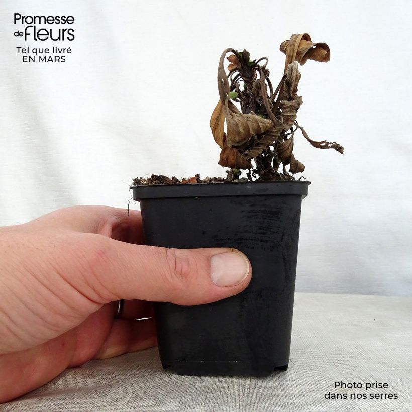 Exemplar von Aster amellus Grunder - Berg-Aster Kleine Töpfe von 8/9 cm wie im Frühjahr geliefert