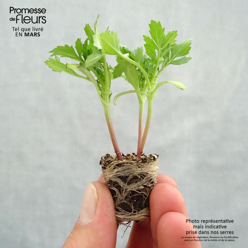 Exemplar von Niedrige Studentenblume Queen Yellow Fire - Tagetes Mini-Plug Ø 3/4 cm wie im Frühjahr geliefert