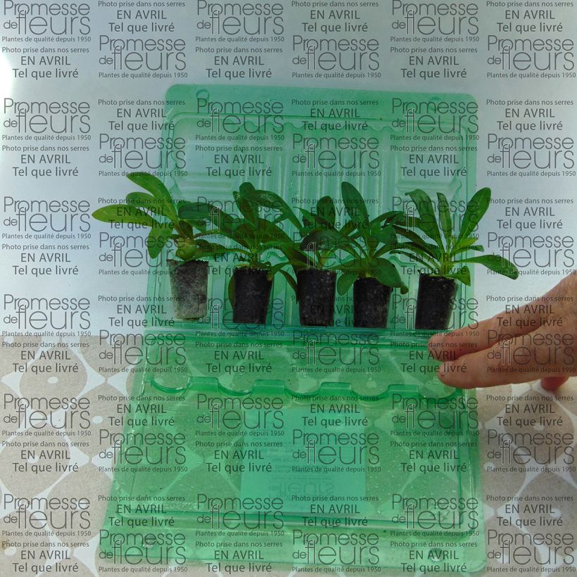 Beispiel eines Exemplars von Dianthus barbatus Jolt Pink - Bartnelke Mini-Plug Ø 3/4 cm wie geliefert