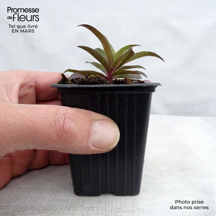 Exemplar von Dianthus barbatus Nigrescens Sooty - Bartnelke Kleine Töpfe von 7/8 cm wie im Frühjahr geliefert