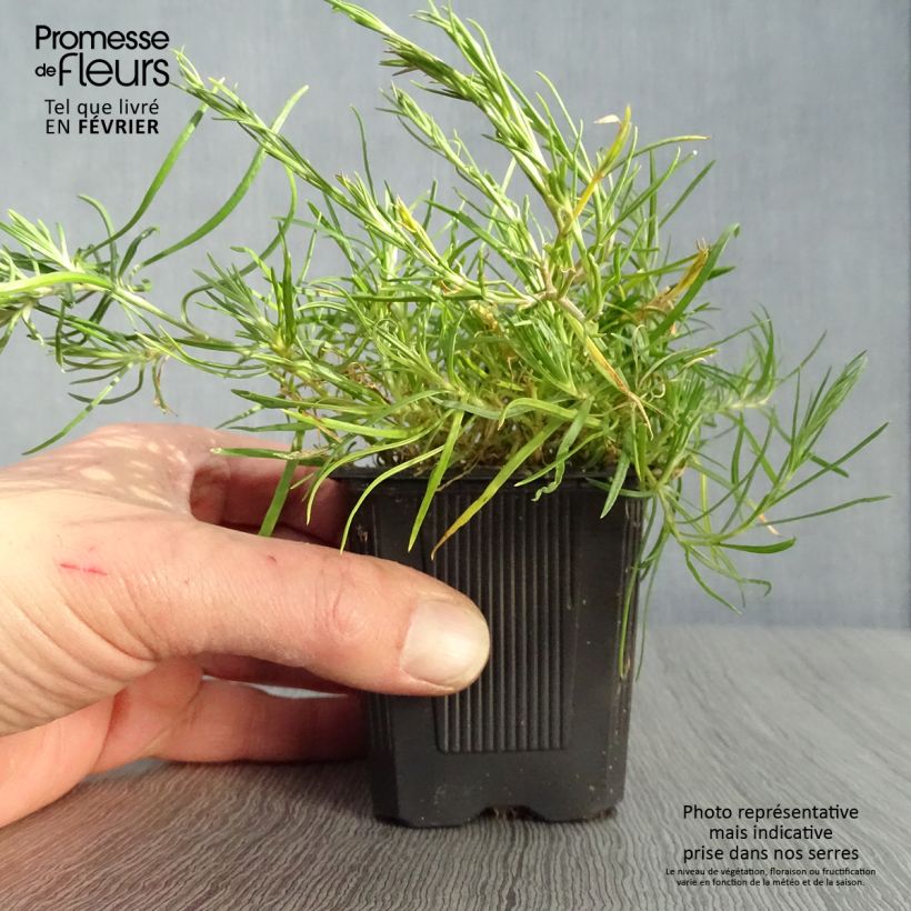 Exemplar von Petrorhagia saxifraga - Steinbrech-Felsennelke Kleine Töpfe von 8/9 cm wie im Winter geliefert