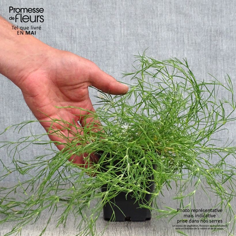 Exemplar von Petrorhagia saxifraga - Steinbrech-Felsennelke Kleine Töpfe von 8/9 cm wie im Frühjahr geliefert