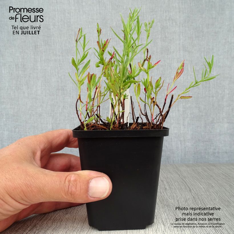 Exemplar von Oenothera speciosa Siskiyou - Weiße Nachtkerze Kleine Töpfe von 8/9 cm wie im Sommer geliefert