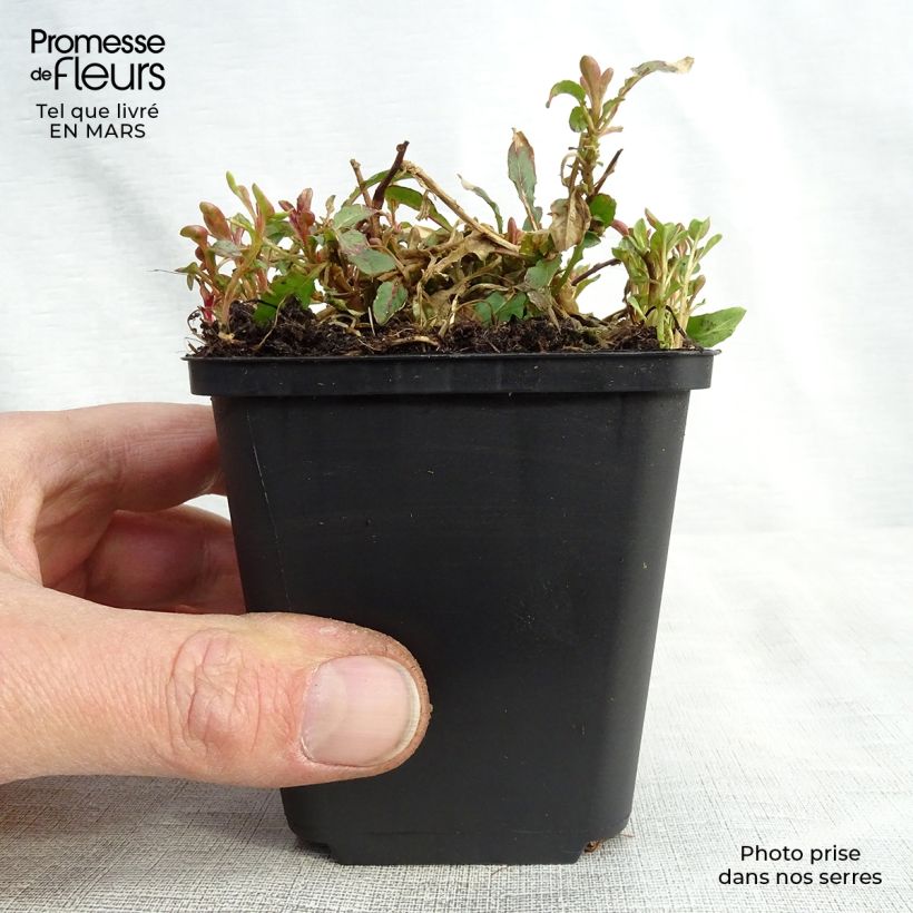 Exemplar von Oenothera speciosa Siskiyou - Weiße Nachtkerze Kleine Töpfe von 8/9 cm wie im Frühjahr geliefert