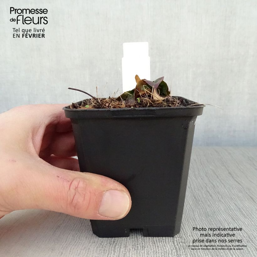 Exemplar von Oenothera fruticosa Michelle Ploeger - Stauden-Nachtkerze Kleine Töpfe von 8/9 cm wie im Winter geliefert