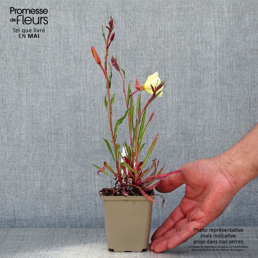 Exemplar von Oenothera stricta Sulphurea - Steife Nachtkerze Kleine Töpfe von 8/9 cm wie im Frühjahr geliefert