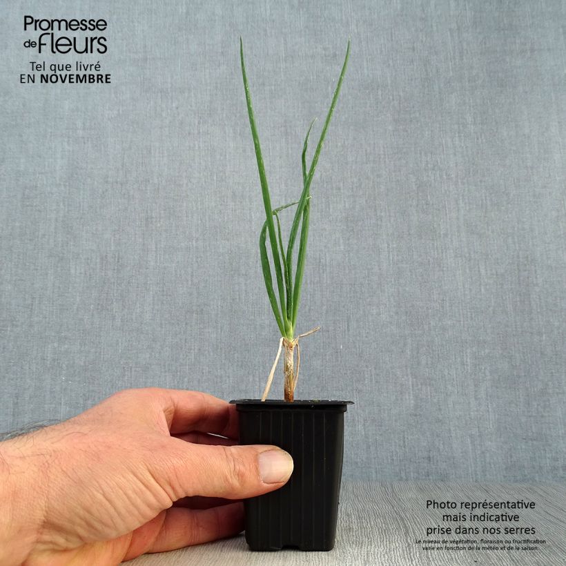 Exemplar von Allium x proliferum - Etagenzwiebel Kleine Töpfe von 7/8 cm wie im Herbst geliefert