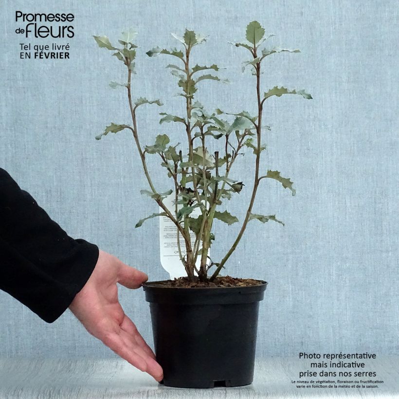 Exemplar von Olearia macrodonta Major - Baumaster Topf mit 2L/3L wie im Winter geliefert