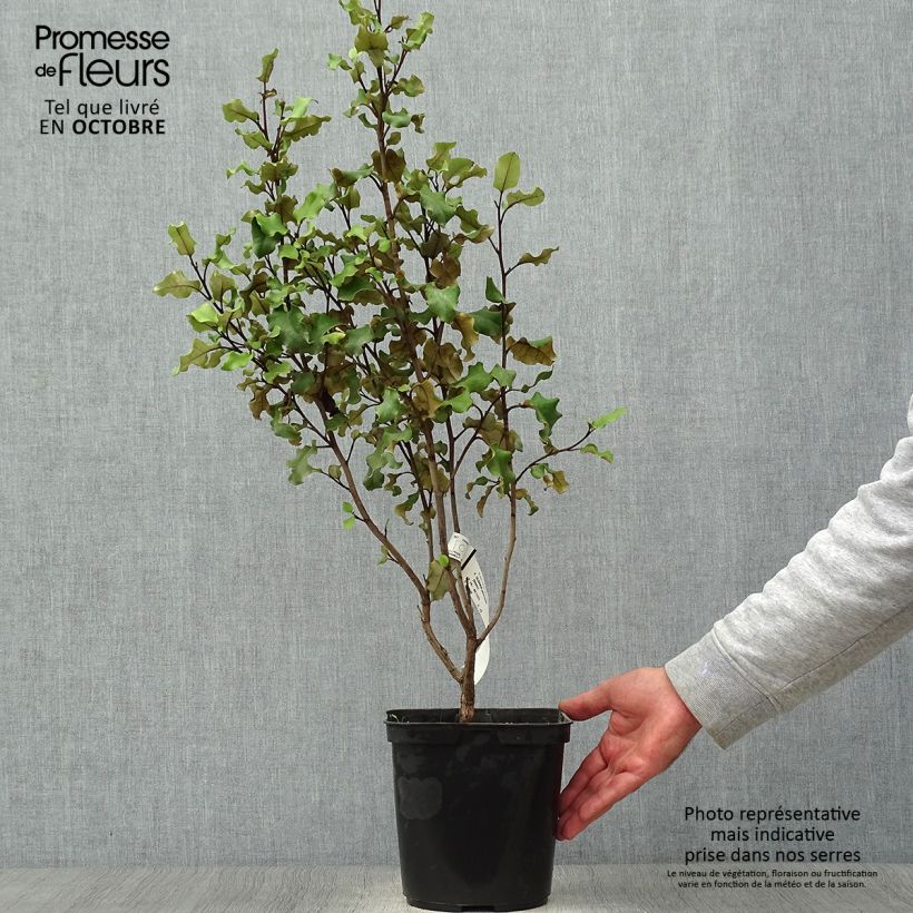 Exemplar von Olearia paniculata - Baumaster Topf mit 4L/5L wie im Herbst geliefert