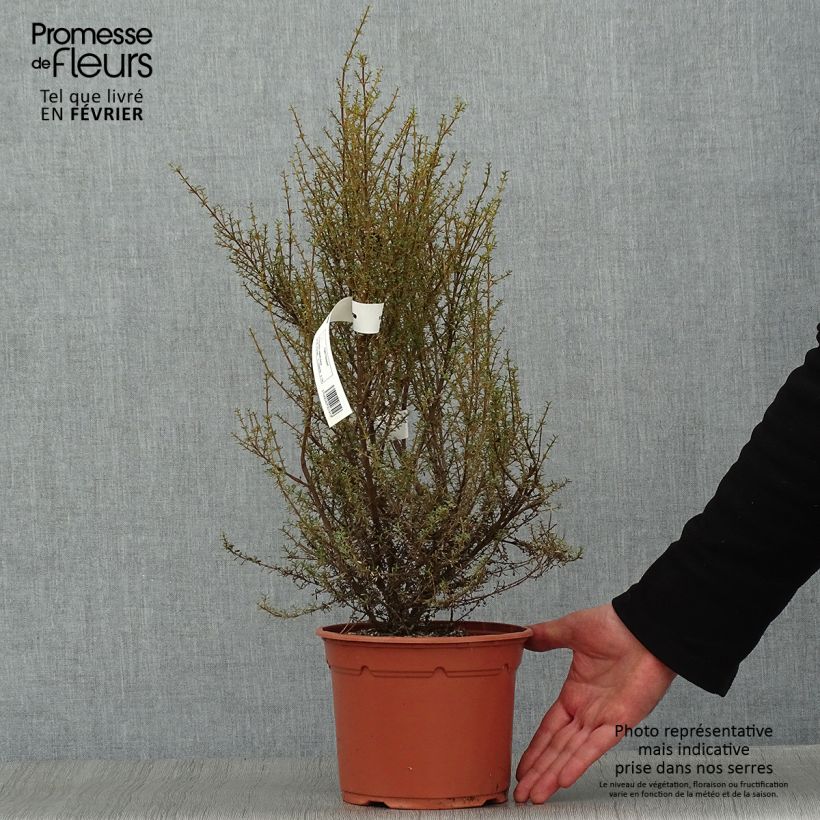 Exemplar von Olearia solandri Aurea - Baumaster Topf mit 2L/3L wie im Winter geliefert