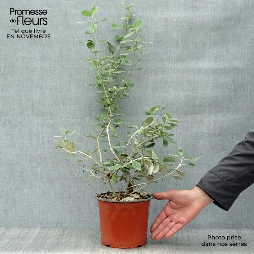 Exemplar von Olearia traversii - Baumaster Topf mit 2L/3L wie im Herbst geliefert