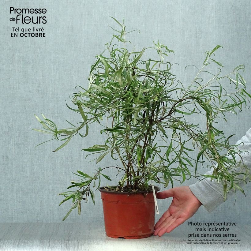 Exemplar von Olearia virgata - Baumaster Topf mit 2L/3L wie im Herbst geliefert
