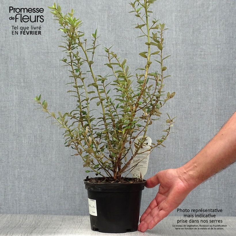 Exemplar von Olearia haastii - Baumaster Topf mit 2L/3L wie im Herbst geliefert