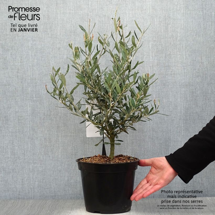 Exemplar von Ölbaum Negrette - Olea europaea Topf mit 4L/5L wie im Winter geliefert