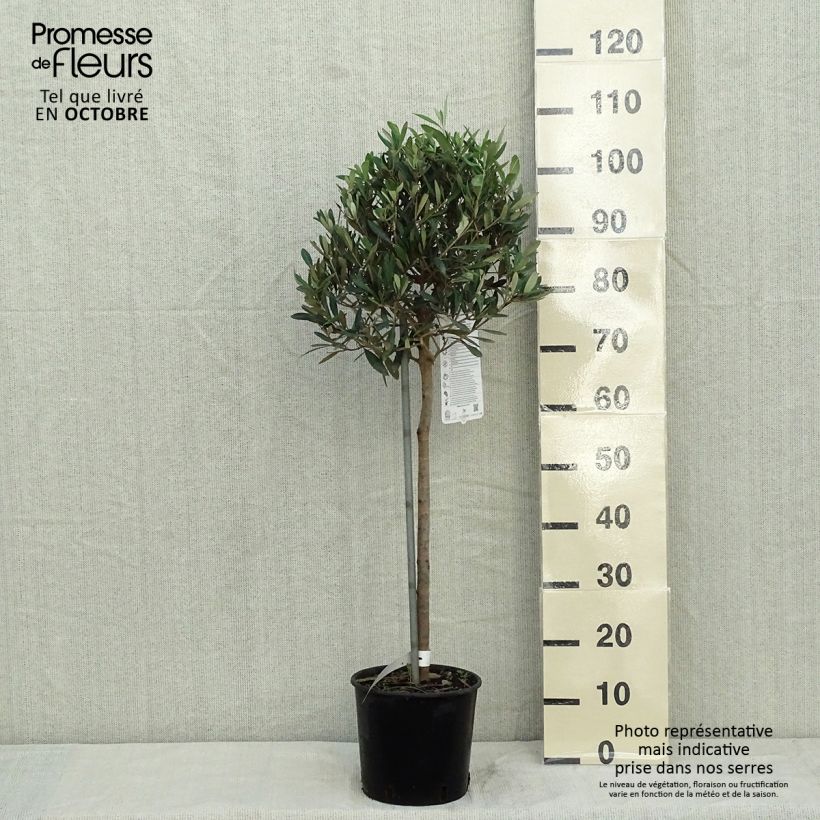 Exemplar von Ölbaum (Stengel) - Olea europaea Topf mit 4L/5L wie im Herbst geliefert