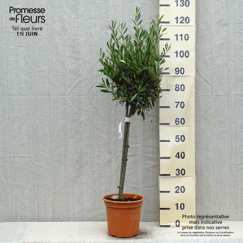 Exemplar von Ölbaum (Stengel) - Olea europaea Topf mit 4L/5L, 1/4 Stängel wie im Sommer geliefert