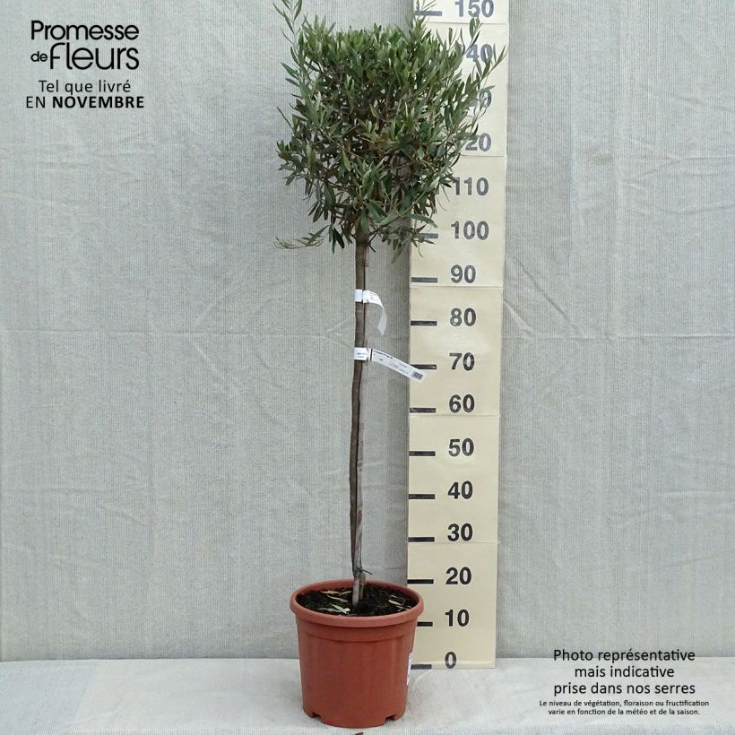 Exemplar von Ölbaum (Stengel) - Olea europaea Topf mit 7,5L/10L wie im Herbst geliefert
