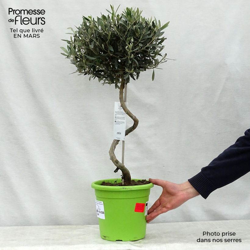 Exemplar von Ölbaum (Stengel) - Olea europaea Topf mit 4L/5L, Stamm wie im Frühjahr geliefert