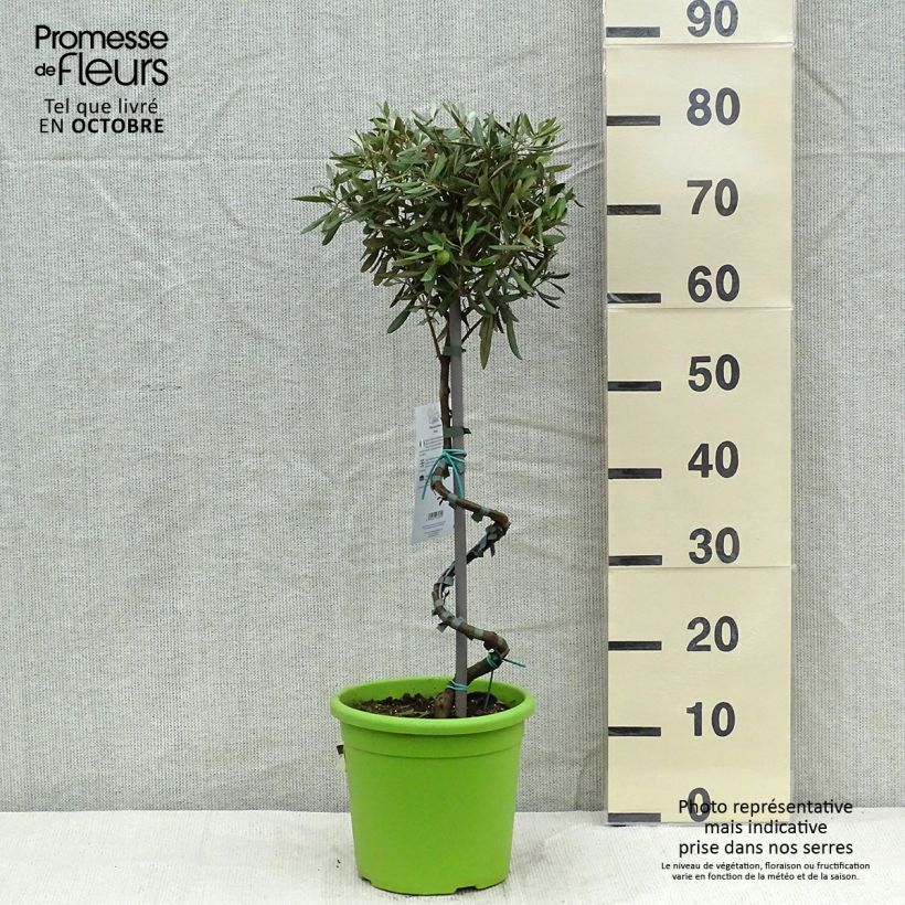 Exemplar von Ölbaum (Stengel) - Olea europaea Topf mit 4L/5L wie im Herbst geliefert