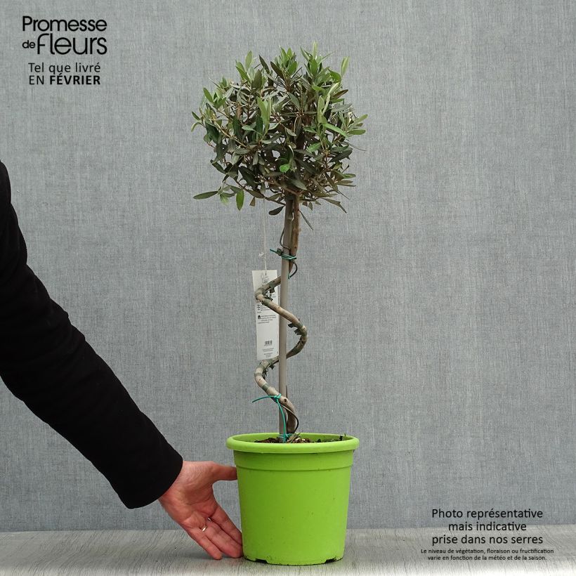 Exemplar von Ölbaum (Stengel) - Olea europaea Topf mit 4L/5L wie im Winter geliefert
