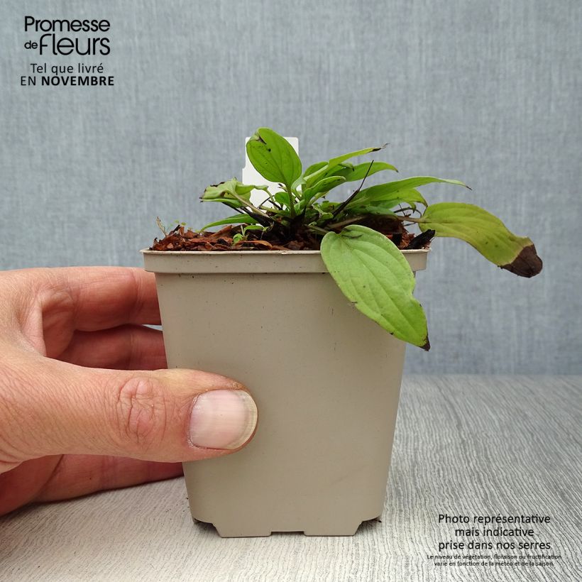 Exemplar von Omphalodes cappadocica Cherry Ingram - Kaukasus-Gedenkemein Kleine Töpfe von 8/9 cm wie im Herbst geliefert