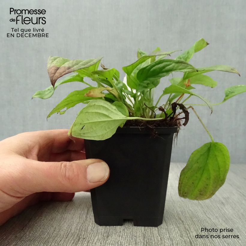 Exemplar von Omphalodes cappadocica Cherry Ingram - Kaukasus-Gedenkemein Kleine Töpfe von 8/9 cm wie im Winter geliefert