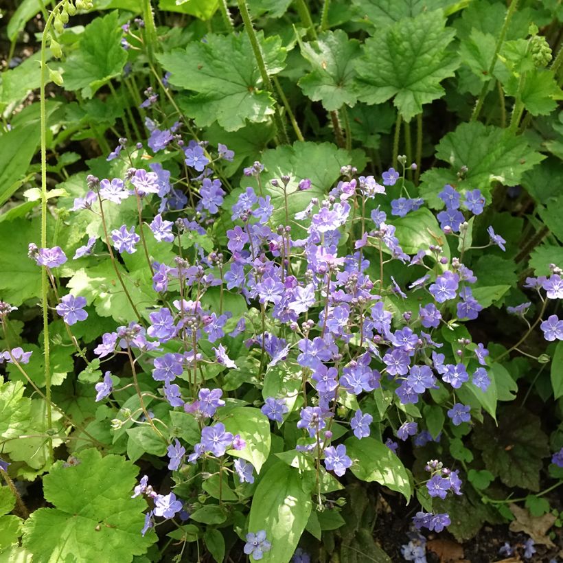 Omphalodes cappadocica Cherry Ingram - Kaukasus-Gedenkemein (Hafen)