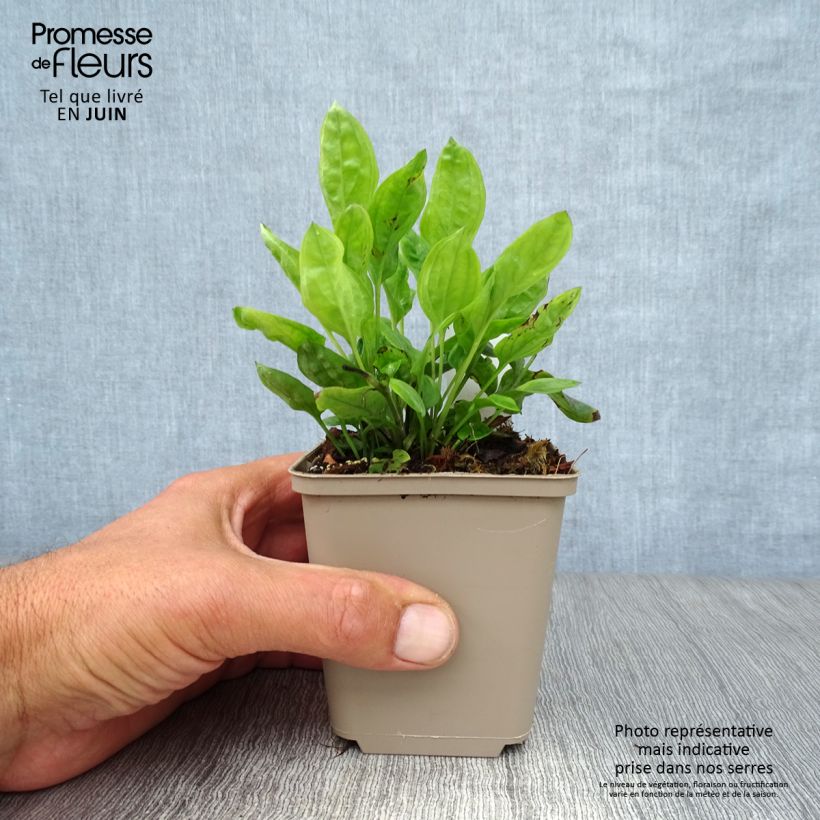Exemplar von Omphalodes cappadocica Starry Eyes - Kaukasus-Gedenkemein Kleine Töpfe von 8/9 cm wie im Sommer geliefert