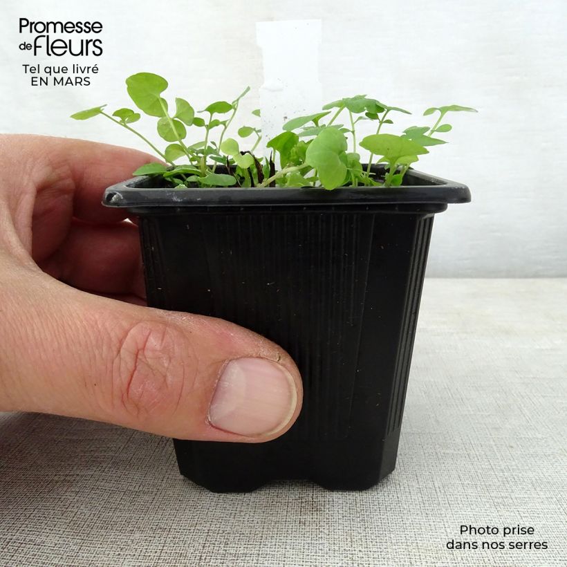 Exemplar von Omphalodes verna Alba - Frühlings-Gedenkemein Kleine Töpfe von 8/9 cm wie im Frühjahr geliefert