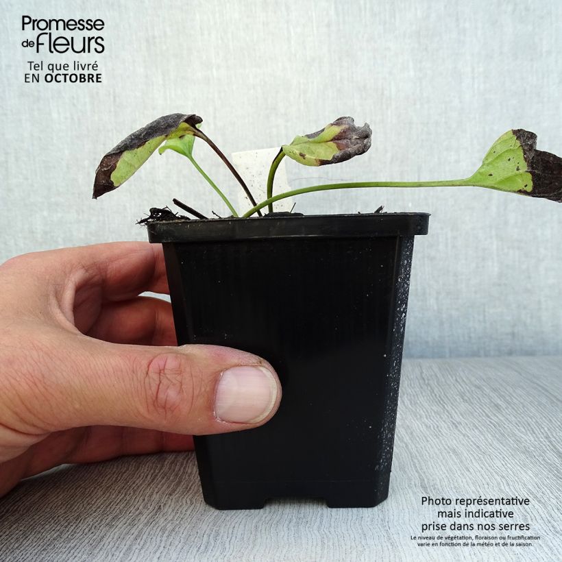 Exemplar von Omphalodes verna Alba - Frühlings-Gedenkemein Kleine Töpfe von 8/9 cm wie im Herbst geliefert