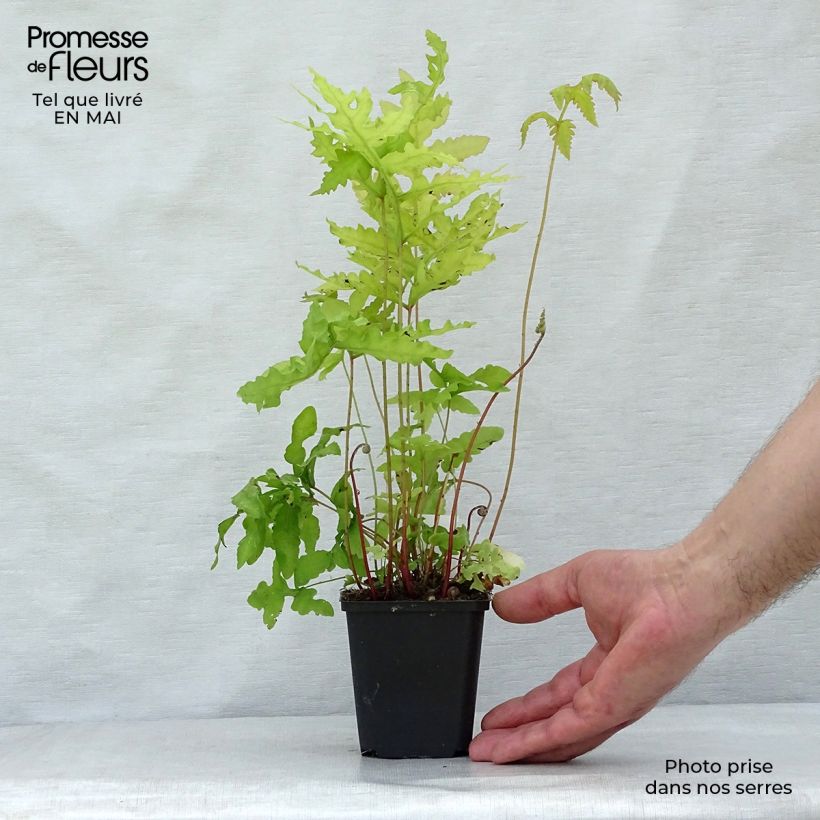 Exemplar von Onoclea sensibilis - Perlfarn Kleine Töpfe von 8/9 cm wie im Frühjahr geliefert