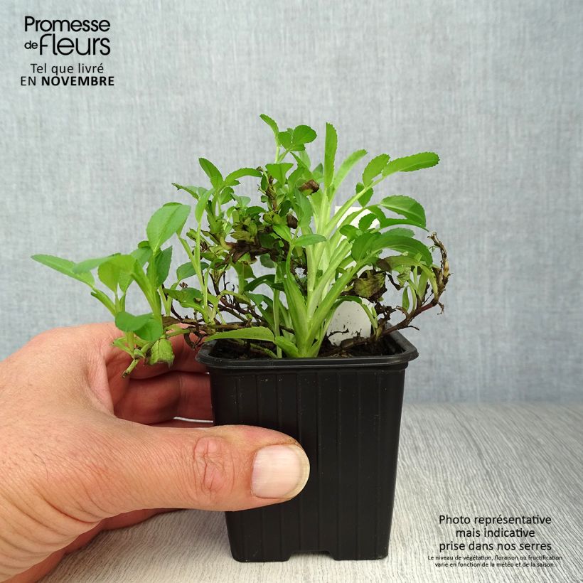 Exemplar von Ononis spinosa - Dornige Hauhechel Kleine Töpfe von 8/9 cm wie im Herbst geliefert