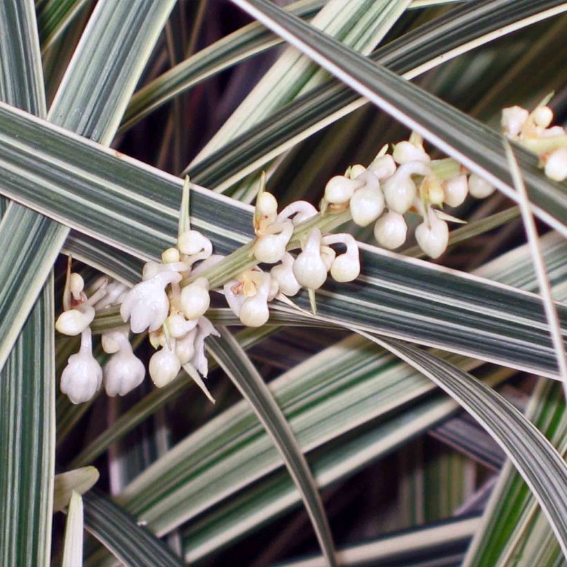 Ophiopogon jaburan Albo Variegata - Schlangenbart (Blüte)