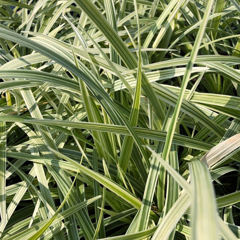 Ophiopogon jaburan Albo Variegata - Schlangenbart (Laub)