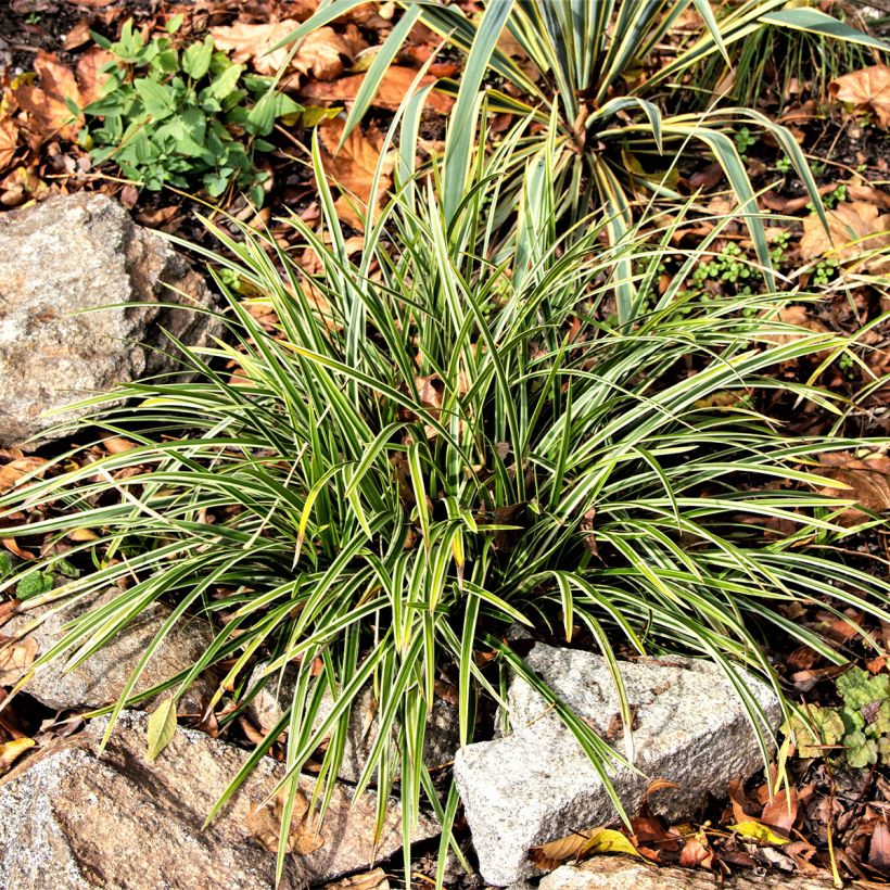Ophiopogon jaburan Albo Variegata - Schlangenbart (Hafen)
